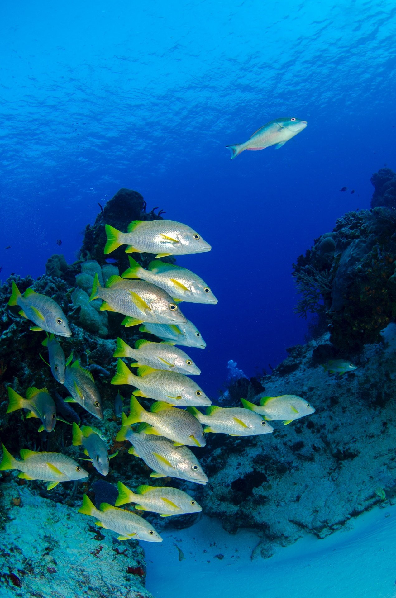 Certified Local Dive — DiveLife Playa del Carmen | Premium ocean adventure in the Mexican Caribbean
