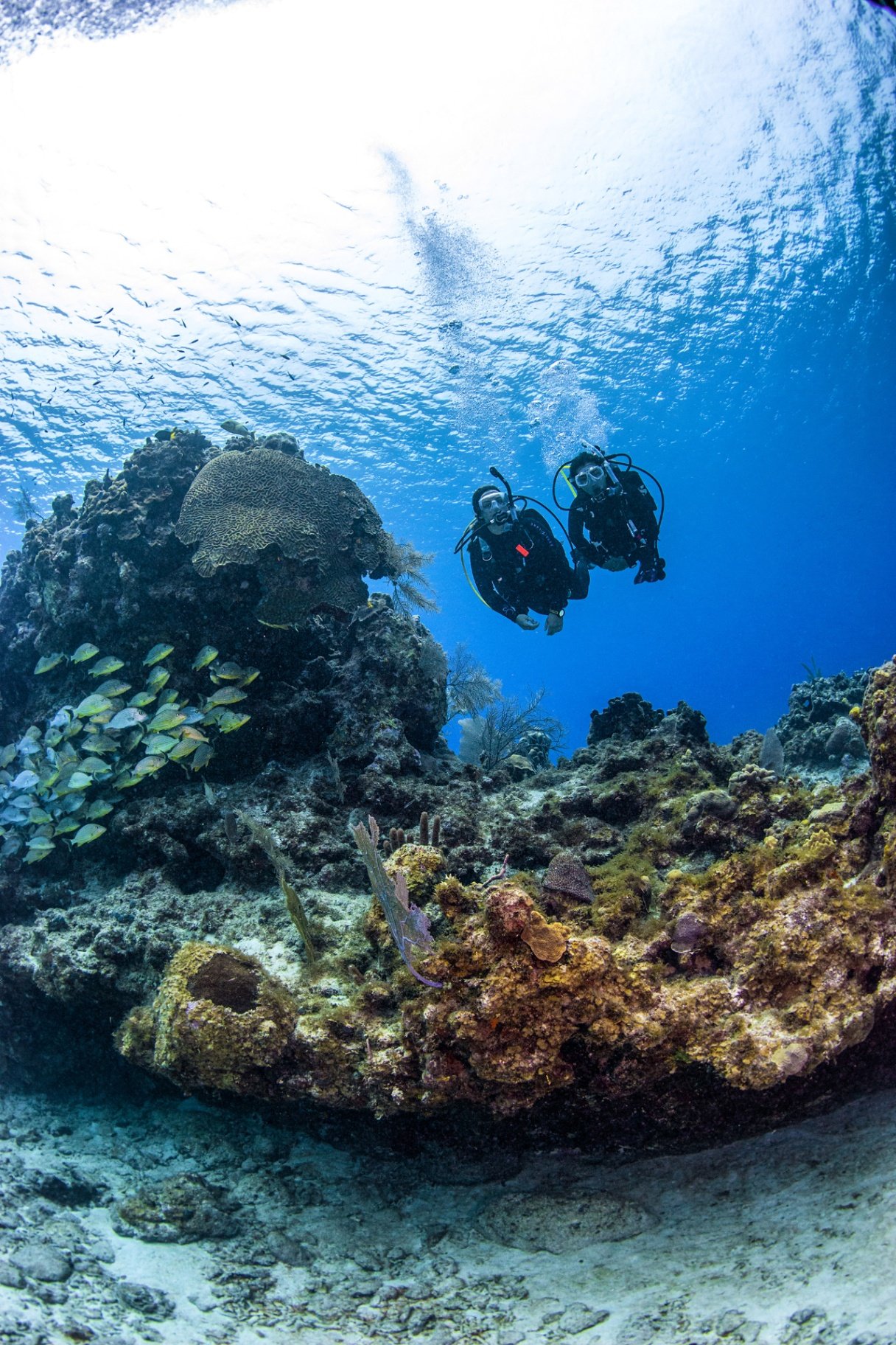 PADI Scuba Diver Course — DiveLife Playa del Carmen | Premium ocean adventure in the Mexican Caribbean